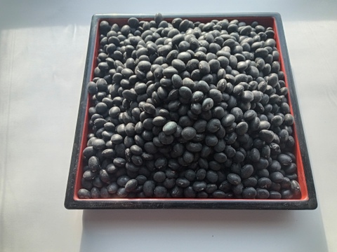黒豆　自家採種　2022年度産　有機認証　1kg