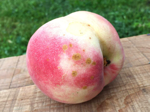 【訳あり】白桃(品種おまかせ)  約2.8kg(5-14玉) 7月上旬頃~8月下旬頃　信州桃をお届けします #NPR0B028
