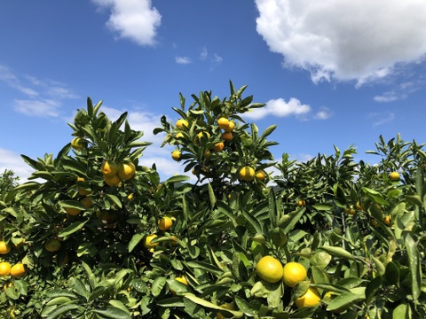 【10月中旬よりお届け】「ゆら早生」みかん　5㎏（サイズ混合）。