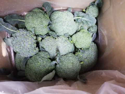 17代目が厳選！朝露滴るブロッコリー｢4株～5株｣＆
スキマにチビッコリーを詰めて🥦