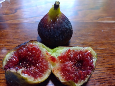 秋の希少いちじくお楽しみセット【農薬・除草剤・化学肥料不使用】和歌山県産