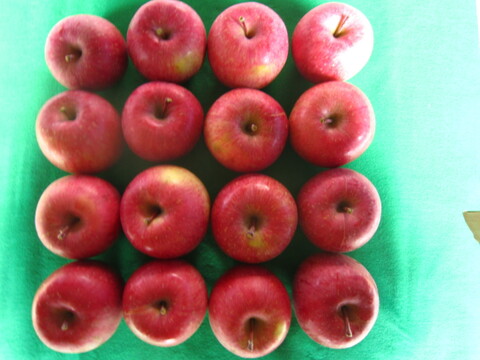 サンふじ(うまじろう)樹上完熟品 御贈答用5kg箱 小玉18玉入り 青森県 南部地方産 自家りんご農園生産直送品！