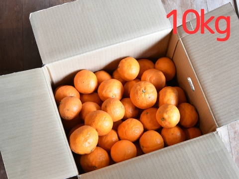 コクのある味わい　カラマンダリン【家庭用(訳あり品)】[5kg]　326-3