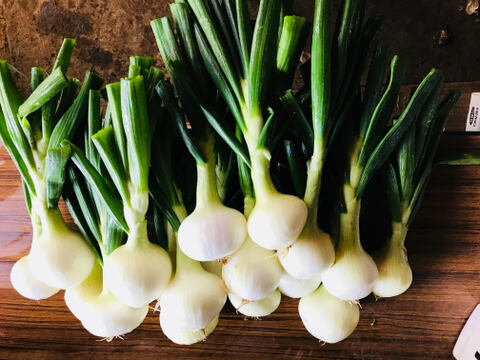 【栽培期間中農薬不使用】葉付き新玉ねぎ２ｋｇ