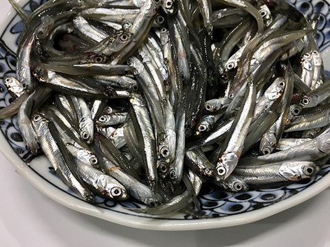 出汁やそのままおやつ代わりに　倉橋産いりこ　１ｋｇ　大容量・無加塩・ペットも一緒にカルシウム補給