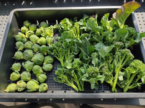 ✨農薬・化成肥料不使用✨芽キャベツ約200g＋キャベツ1玉＋スティックセニョール約400g🌱冬のあったか食卓セット😊