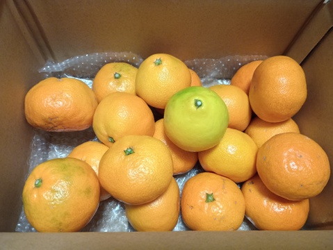 箱込約3㌔　濃い濃い薄皮みかん（Lサイズ）