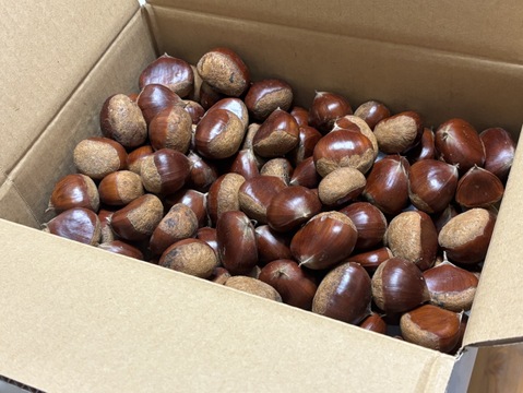 小布施栗4Lサイズ 3キロ 楽天市場】あす楽 小サイズ 小布施栗 3キロ レビューを書いたら