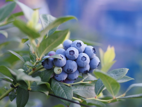 冷凍★きらぼしべりぃ★500gお得スタンドパック【冬ギフト】