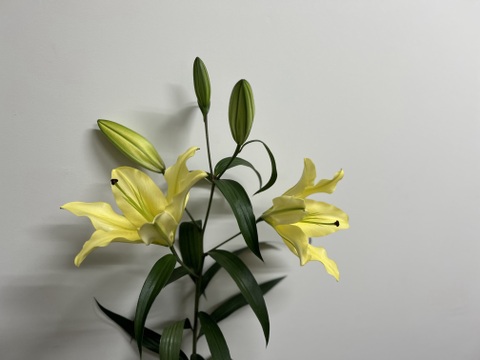 【年末向けご予約含みます】■黄色5本束■大輪のバイネロン♬この子だけで是非飾っていただきたい品種です！簡易包装　※年末のご予約締め切りは12月22日午前9時まで！！