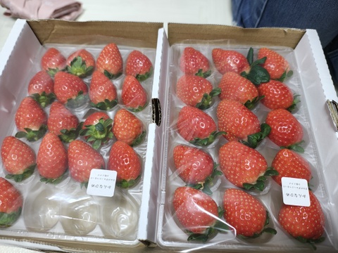 酸味控えめで甘い！かおり野2P　お得なご家庭用！　230g×2p