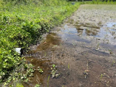 奥出雲産自然栽培ニューメロン(1.5kg程度)