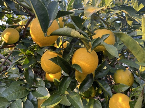 まろやかな酸味と溢れる果汁！宮崎県産マイヤーレモン　２キロ