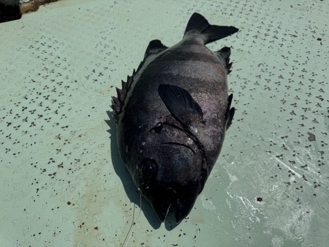 大型イシダイ2k（1匹）：和歌山県産の魚介類｜食べチョク｜産地