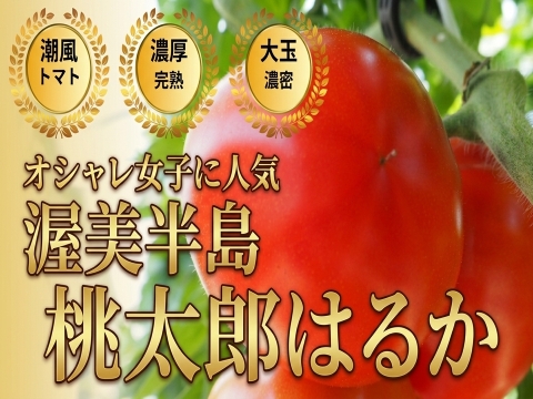 🍅オシャレ女子に人気🍅贈り物に選ばれる冬春トマト☆品種指定キャンペーン『桃太郎はるか』🍅プロが認めた冬春の逸品🍅お試約1kg【ギフト・ご褒美に】【2027年1月上旬予約】