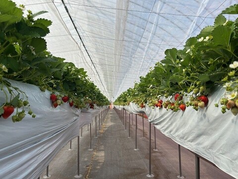 【夏ギフト】さわやかな甘みと酸味がギュッと詰まった夏イチゴ🍓【山形S7号】いまだけ大粒サイズ【15粒・360g以上】【ケーキやお菓子作りにもどうぞ】