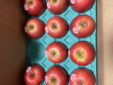 発送中🍎 ピンクレディ®︎3キロ箱  長野県 信州 安曇野 リンゴ 幻 幻のリンゴ 予約 希少 旬 6玉〜16玉サイズ 商品ID42100 ピンクレディー