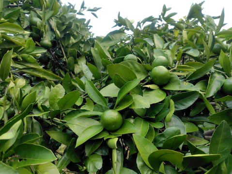 【農薬不使用】摘果温州みかん　青みかん　5㎏