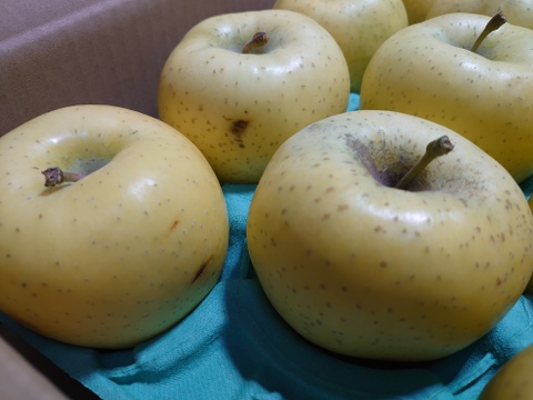 《訳あり！》星の金貨　約3kg（12個）青森県産りんご　家庭用