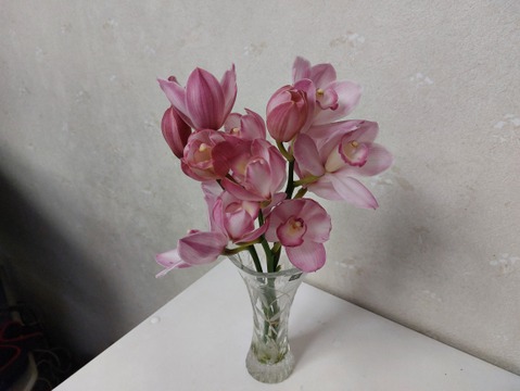 【アワード受賞福袋】箱いっぱいの蘭・フォーミディブル＆ミニシンビジウムの切り花❁⃘*.ﾟいろんな蘭が楽しめるお楽しみ福箱