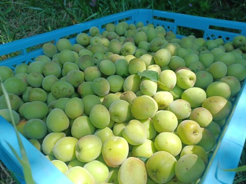 甘酸っぱい　梅ジャム 380g 栽培期間中農薬不使用 南高梅限定使用