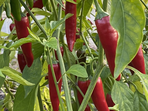 【通年農薬完全不使用】国産韓国唐辛子（赤と青混合） 500g
生ですが、乾燥まではなっていません。