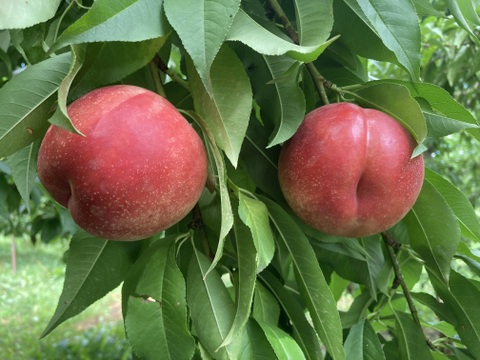 レア桃🍑ネクタリン🍑ハネージュ（約2kg6-9玉入り）夏ギフト・贈答用に！