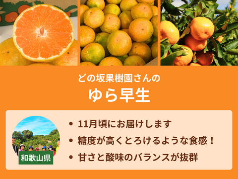 【販売終了】【限定400セット】温州みかん食べ比べ便（食べチョク公式）