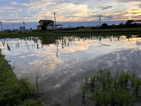希少なブランド米    岐阜ハツシモ  
令和7年産  白米🍚