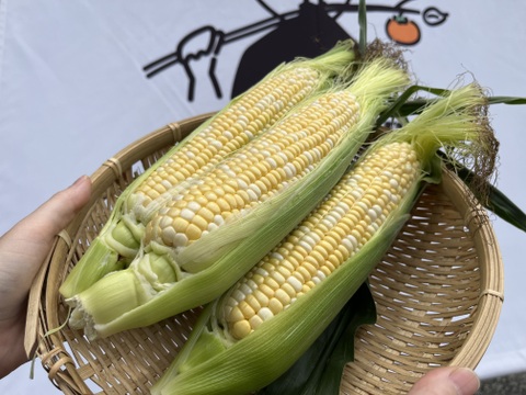 生でもガブり！と頬張れるトウモロコシ『ドルチェドリーム』10本入り 約4キロ