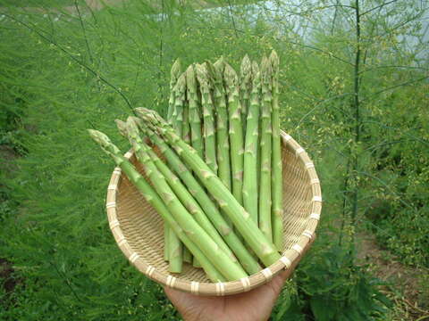 (GS)[有機JASグリーンアスパラガス]ご家庭用特別価格Sサイズ(北海道)(春芽)