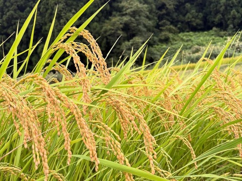 精米  魚沼産コシヒカリ 10㎏  令和7年産  魚沼市産