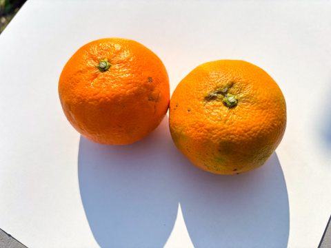 ［3kg］《あすみ》濃厚でコクのある甘さ×パリパリ食感の果肉！（大小混合・訳あり）