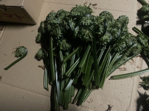 岩手県産　天然こごみ200g　山菜　(画像200g)