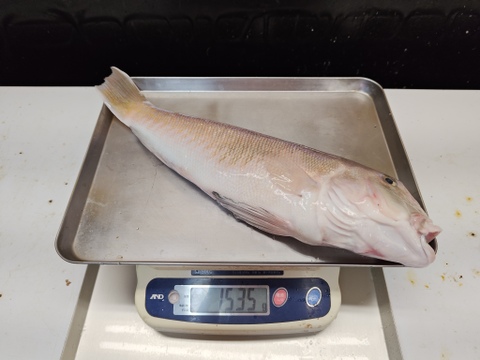 【限定一本】幻の超高級魚/白甘鯛/白皮/1.5kg【生】【冷蔵】