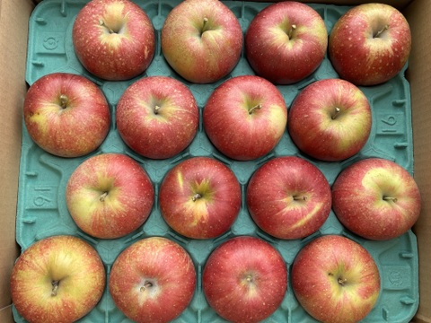 【家庭用】シャキシャキ！ サンふじ 約10kg 信州りんご