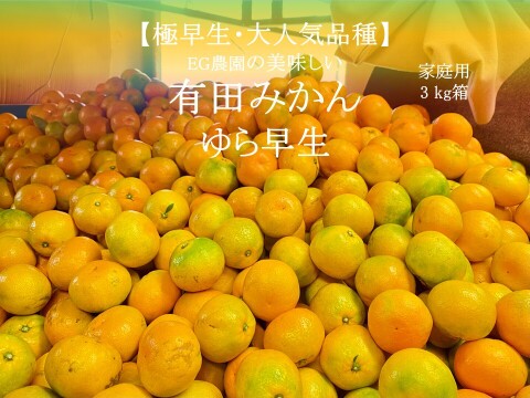 【あま～い小玉みかん増量中！ゆら早生】ゆら早生 有田みかん 3キロ箱 和歌山県 有田 みかん 2S~Lサイズ 家庭用キズあり