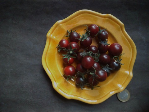 《本日終了！》完熟カラフルトマト 約1.3kg【食べ比べ】【厳選10種以上】