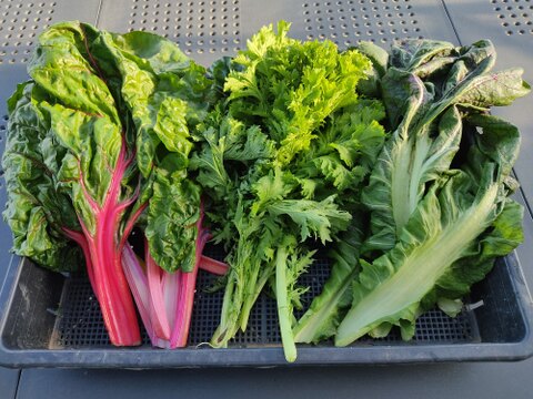 ✨【宝探しBOX】畑の「もったいない」を詰め合わせ！もったいないを美味しく救う！旬の不揃い訳あり野菜おまかせ便（Mサイズ）✨農薬・化成肥料不使用