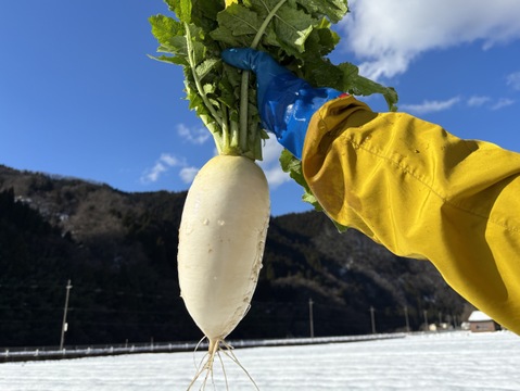 【味グルメ大根７本】雪の下で甘みを蓄えました。雪中大根。