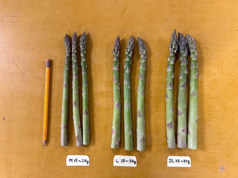 (W2L&GLM)[有機JASホワイトアスパラ2L&グリーンLM]カルデラの貴婦人&貴公子(北海道)(春芽)