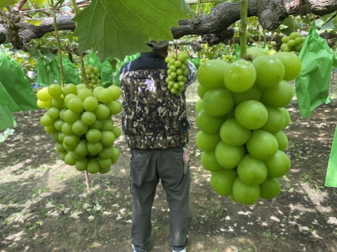 【赤秀】朝採れシャインマスカット｜農家直送1.0kg（500g×2）