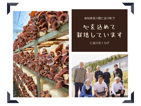 【仁淀川きくらげの魅力を伝える大袋】高知県産仁淀川きくらげ(ホールタイプ100g×3Pセット) ※戻し方、参考料理の冊子付き Niyodogawa Kikurage