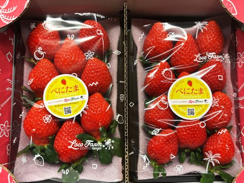 【今話題のいちご！】べにたま２５０ｇ×２パックーDXパックー