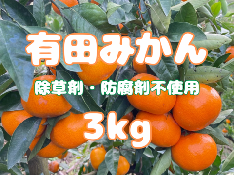 弾ける果汁！ 濃厚！ 有田みかん 3kg 和歌山産