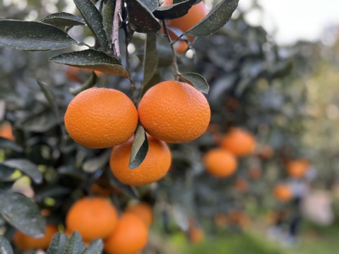 柑橘詰め合わせ！　訳あり10kg（箱込）