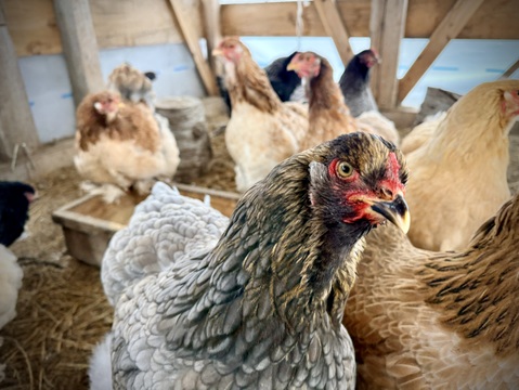 １日数量限定 平飼い『盈月の卵』世界最大級の鶏ブラマ６個入り