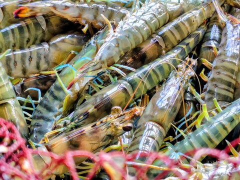 【冬ギフト】活き車海老（京都府産）♪ 旨味と甘味がじわっと広がる丹後のくるまえび　500g（16~25尾前後）