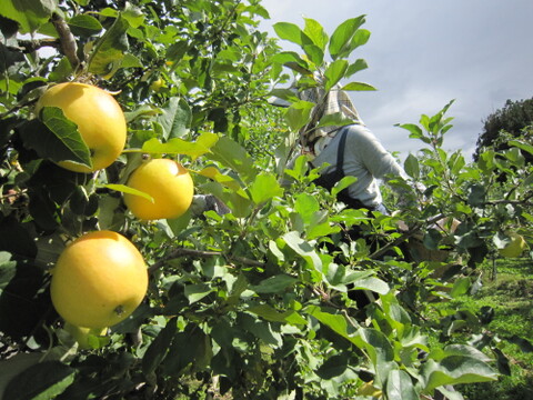【ときめく甘さ】 トキ 約3kg(8～12個)