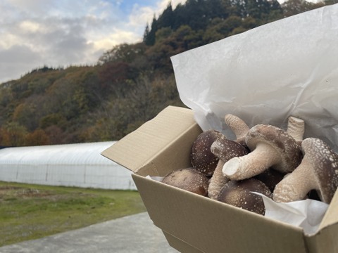 肉厚やわらかな食感！秋田県東成瀬村産【仙人しいたけ】約500g